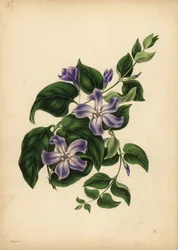 Suuri sininen Periwinkle, Vinca major, Muistin nautinnot