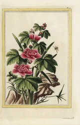 Purppuranpunaisella puulla on ruumiillistuneet kukat. Ruusumalva, Hibiscus syriacus. Pierre Joseph Buchozin käsin värjätty etsaus "Arvokas ja valaistu kokoelma kauneimmista ja kummallisimmista kukista, joita kasvatetaan sekä Kiinan että Euroopan puutarhois