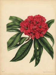 Punakukkainen puu Rhododendron, vaara