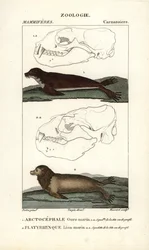 Merikarhu eli pohjoinen turkishylje (arctocephale) ja merileijona eli merileijona (platyrhynque) - Eau forte, Jean Gabriel Pretre (1780-1845), kaiverrettu Carnonkelin toimesta, Frederic Cuvierin luonnontieteiden sanakirjaa varten: nisäkkäät, toimittanut Pi
