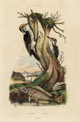 Kolmivarvas tikka, Picoides tridactylus 1 ja picarel, Spicara smaris 2. Pic tridactyle, picarel