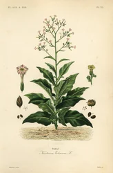 Tupakkakasvi, Nicotiana tabacum, Tabac