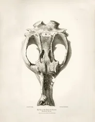 Toxodon Crane, esihistoriallinen eläin, jonka Charles Darwin löysi Uruguayn Montevideon läheltä Beagle-aluksella tekemänsä tutkimusmatkan aikana. Kapteeni Fitzroyn komennossa vuosina 1832-1836 olleen H.M.S. Beaglen matkan eläintiede, toim. ja