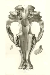 Toxodon Crane, esihistoriallinen eläin, jonka Charles Darwin löysi Uruguayn Montevideon läheltä Beagle-aluksella tekemänsä tutkimusmatkan aikana. Kapteeni Fitzroyn komennossa vuosina 1832-1836 olleen H.M.S. Beaglen matkan eläintiede, toim. ja