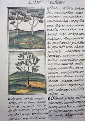 Puut, luonnonvaraiset sypressit ja kuuset, sivu Firenzen Codexista, kaksikielinen versio espanjaksi ja nahuatliksi, General History of Things of New Spain, espanjalainen lähetyssaarnaaja Fray Bernardino de Sahagun (1499-1590). Atsteekkien sivilisaatio