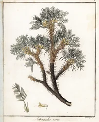 True Astragalus - F. Guimpelin litografia, otettu Friedrich Gottlob Haynesin (1763-1832) lääketieteellisestä kasvitieteestä, Berliini.
