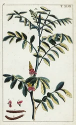 Aito indigo, Indigofera tinctoria.