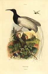 12-lankainen paratiisin lintu, Seleucidis melanoleucus