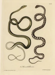 Kaksi surinamekäärmettä: Ahaetulla mycterizans) ja ruudullinen sukkanauhakäärme, Thamnophis marcianus. Surinamin vihreä käärme, Coluber mycterizans, valkoinen käärme, joka on tyylikkäästi mustalla värillä värjätty käärme. Käsin värjätty koppe