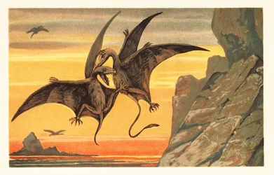 Kaksi pterodaktyyliä taistelevat puolivälissä lennon punaista taivasta vastaan.1908 (litografia)