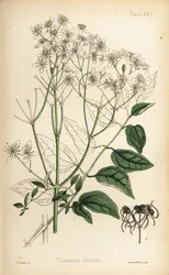 Pystyyn nouseva neitsytlinna, Clematis recta (Clematis erecta). Henry Sowerbyn käsin värjätty litografia Edward Hamiltonin teoksesta Flora Homeopathica, Bailliere, Lontoo.
