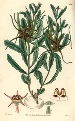Brachystelma (Brachystelma crispum) - William Jackson Hooperin (1785-1865) kuvitus, Swanin kaiverrus, William Curtisin kasvitieteellistä lehteä varten.