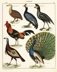 Lintujen lajikkeet. ,1841 (litografia)