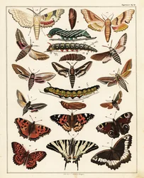 Perhosten, perhosten jne. lajikkeet, 1841 (litografia)