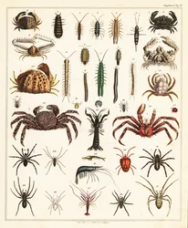 Rapujen ja hämähäkkien lajikkeet., 1841 (litografia)