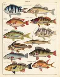 Kalalajikkeet., 1841 (litografia)