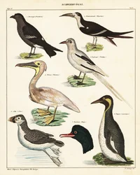 Merilintujen lajikkeet. ,1841 (litografia)