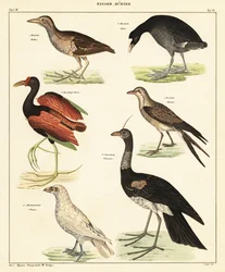 Erilaisia vesilintuja. ,1841 (litografia)