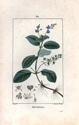 Veronique des ruisseaux ou cress de cheval or salad de chouette - Lambert filsin kaiverrus Pierre Jean Francois Turpinin (1775-1840) piirroksesta, otettu teoksesta La flore medicale, de Chaumeton, Poiret et Chamberet, Pariisi 1830 - Brooklime or European s
