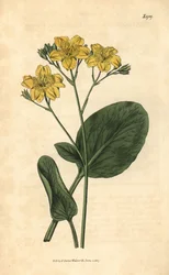 Villardie - Villarsia ovata (Oval-leaved cape buckbean, Menyanthes ovata). Käsinväritetty kasvitieteellinen kaiverrus John Simsin Curtis
