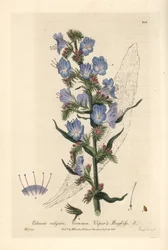 Viperine commune - Kyykäärmeenkukka, Echium vulgare - J. Whessellin käsin värjätty kuparipiirros Isaac Russellin piirroksesta William Baxterin teoksesta "British Phaenogamous Botany" 1836.