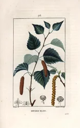 Valkoinen koivu tai syyläkoivu - Lambert filsin kaiverrus Pierre Jean Francois Turpinin (1775-1840) piirroksen mukaan, teoksesta La flore medicale, de Chaumeton, Poiret et Chamberet, Pariisi 1830 - Hopeakoivu, Betula pendula, lehtiä, kissanpentuja ja sieme