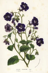 Villit Canterbury-kellot, Phacelia minor (Whitlavia grandiflora). Käsin väritetty litografia Louis van Houtten ja Charles Lemairen teoksesta Flowers of the Gardens and Hothouses of Europe, Flore des Serres et des Jardins de l