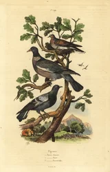 Metsäkyyhky, Columba palumbus, tavallinen kyyhkynen, Columba livia ja turkkikyyhky, Streptopelia risoria