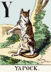 Y: Yapock - Metsästysaakkoset, n. 1890 (kaiverrus)