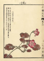 Yamato uchiwa tai iwakagami, Schizocodon soldanelloides, japanilainen alppikasvi. Kono Bairein käsin värjätty puupiirros teoksesta Senshu no Hana (Tuhat kukkalajiketta), Bunkyudo, Kioto.