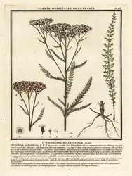 Siankärsämö, Achillea millefolium.