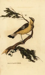 Keltainen kärpässieppo, Ficedula zanthopygia. 1815 (kaiverrus)