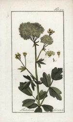 Keltainen sikamoni (Thalictrum flavum). Litografia Johannes Zornin (1739-1799) teoksesta "Afbeelding der Artseny-Gewassen", Alankomaat.