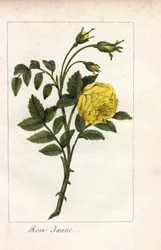 Keltainen vaaleanpunainen, keltainen vaaleanpunainen, Rosa lutea. Neiti Prudhommen kuvasta "Hommage rendu a la Rose" (Hommage rendu a la Rose), Pariisi, noin 1815, käsin tehty kuparikaiverrus. Lahjakirja, jossa on ruusun historiaa ja kymmenkunta kasvitiete