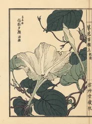 Yuugao, hyoutan, calabash tai pullokurkun kukka, Lagenaria siceraria. Kono Bairein käsin värjätty puupiirros teoksesta Kusa Bana Hyakushu (Sata kukkalajiketta), Tokio, Yamada.