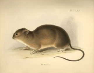 Eläintiede: Mus braziliensis eli brasilialainen hiiri, jonka Charles Darwin kuvasi Beaglen tutkimusmatkallaan. Kilpi teoksesta "The Zoology of the voyage of the H.M.S. Beagle under the command of Captain Fitzroy during the years 1832 to 1836 edi".