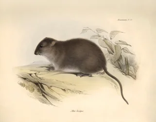 Eläintiede: "Mus fuscipes" eli Australian rannikon jyrsijä, jonka Charles Darwin kuvasi tutkimusmatkallaan Beaglella. Kuva on peräisin teoksesta "The Zoology of the voyage of the H.M.S. Beagle under the command of Captain Fitzroy during the years 1832 to
