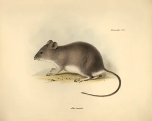 Eläintiede: Mus tumidus eli suo-rotta, jonka Charles Darwin kuvasi Beaglen tutkimusmatkallaan. Kilpi teoksesta "The Zoology of the voyage of the H.M.S. Beagle under the command of Captain Fitzroy during the years 1832 to 1836 edited and super