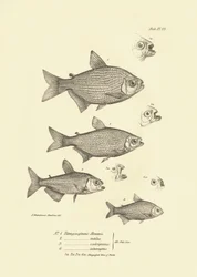Eläintiede: Charles Darwinin Beagle-matkansa aikana kuvaama kala "Tetragonopterus Abramis, rutilus, scabripinnis, interruptus". Kilpi teoksesta "The zoology of the voyage of H.M.S. Beagle under the command of Captaain Fitzroy dur".