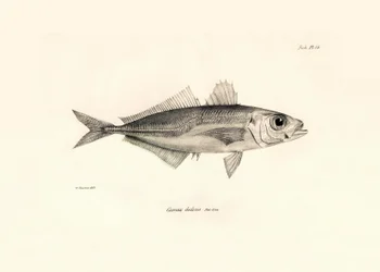 Eläintiede: Charles Darwinin Beagle-matkansa aikana kuvaaman kalan "Caranx declivis" kuva. Lautanen teoksesta "The zoology of the voyage of H.M.S. Beagle under the command of Captaain Fitzroy during the years 1832-1836".