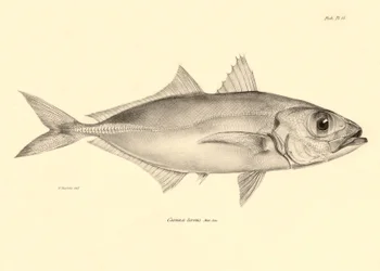 Eläintiede: Charles Darwinin Beagle-matkansa aikana kuvaaman kalan "Caranx torvus" kuva. Lautanen teoksesta "The zoology of the voyage of H.M.S. Beagle under the command of Captaain Fitzroy during the years 1832-1836".