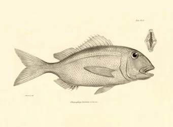 Eläintiede: Charles Darwinin Beagle-matkallaan kuvaaman Chrysophrys taurina -kalan kuva. Lautanen teoksesta "The zoology of the voyage of H.M.S. Beagle under the command of Captaain Fitzroy during the years 1832-1836".