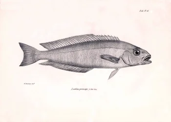 Eläintiede: Charles Darwinin Beagle-matkansa aikana kuvaaman Latilus princeps -kalan kuva. Kilpi teoksesta "The zoology of the voyage of H.M.S. Beagle under the command of Captaain Fitzroy during the years 1832-1836".