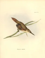 ornitologia: Charles Darwin (1809-1882) on havainnut ja kuvannut Etelä-Amerikan passereau "Limnornis rectirostris". Lautanen teoksesta "The zoology of the voyage of H.M.S. Beagle. Lento. III, Birds described by John Gould, with notice of their habits by Ch