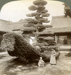 Yksittäinen mänty, joka on koulutettu veneen muotoon, Kinkaku-jin luostari, Kioto, Japani, 1904