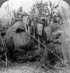 Kuolleiden tiikerien kantaminen takaisin leiriin, Behar ungle, Intia, 1900-luku.