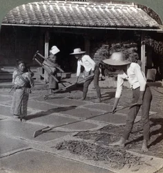 Maanviljelijät bambuharavat levittävät hirssiä matoille kuivumaan talveksi lähellä Yokohamaa, Japani, 1904