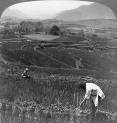 Hedelmälliset riisipellot vanhassa Aso-Sanin kraatterissa Japanissa, 1904.