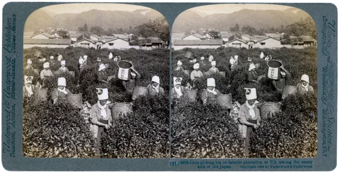 Tytöt poimimassa teetä kuuluisalla istutuksella Ujissa, Japanissa, 1904