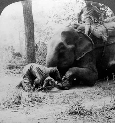 Mahout poistamassa piikkia norsun jalasta, Behar-tiikeriverso, Intia, 1900-luku.